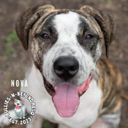 Nova image 2
