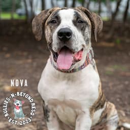 Nova image 4