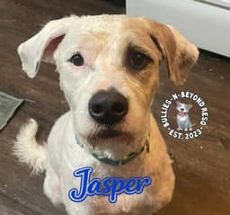 Jasper image 1