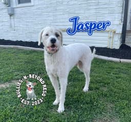 Jasper image 2