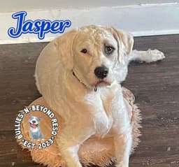 Jasper image 4