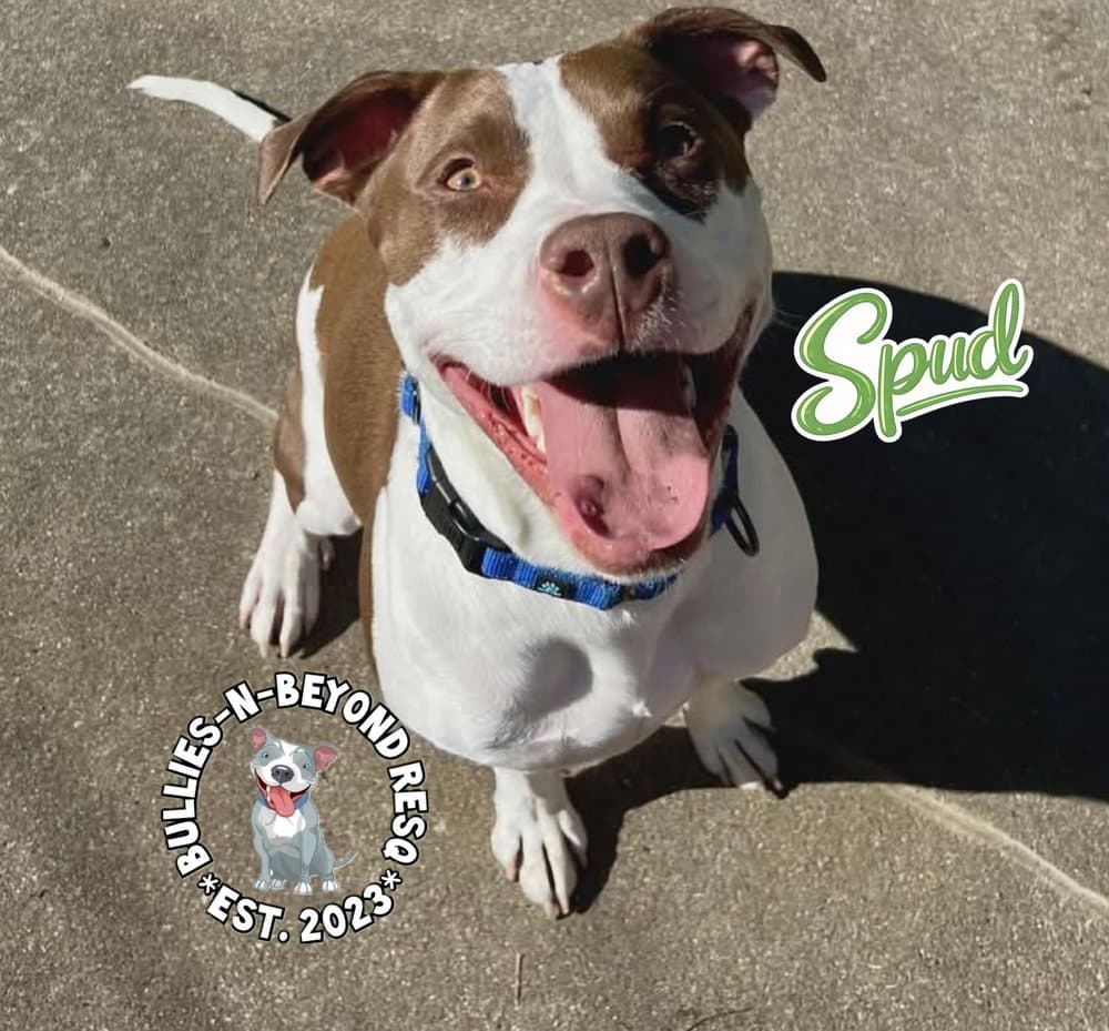 Spud - Staffordshire Bull Terrier