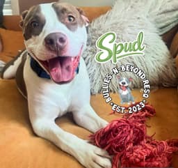 Spud image 2