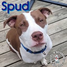 Spud image 4