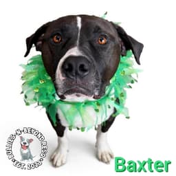 Baxter image 1