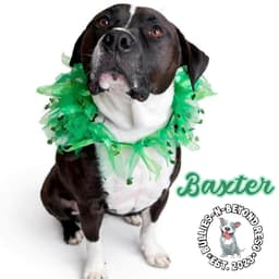 Baxter image 2