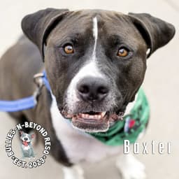 Baxter image 3