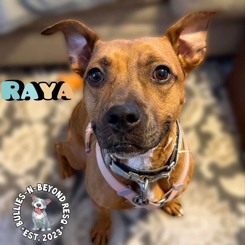Raya - Boxer