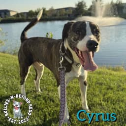 Cyrus image 1