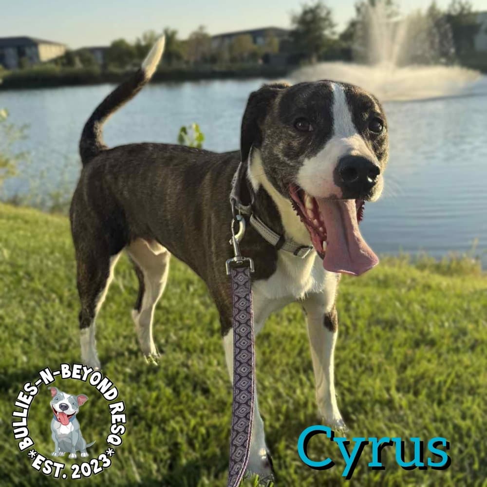 Cyrus - American Staffordshire Terrier