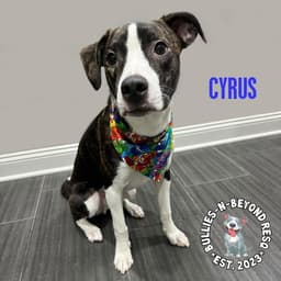 Cyrus image 2