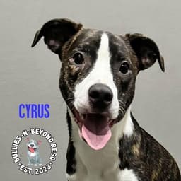 Cyrus image 3