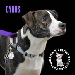 Cyrus image 4