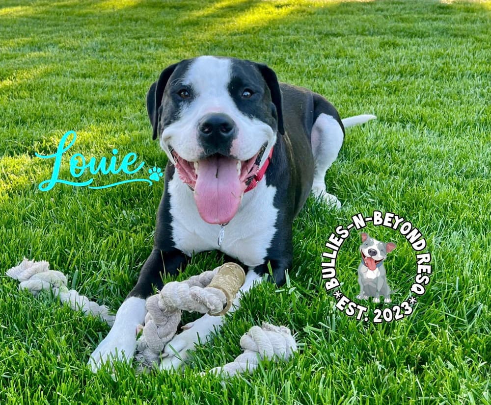 Louie - American Pit Bull Terrier