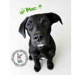 The M Litter Mac image 1