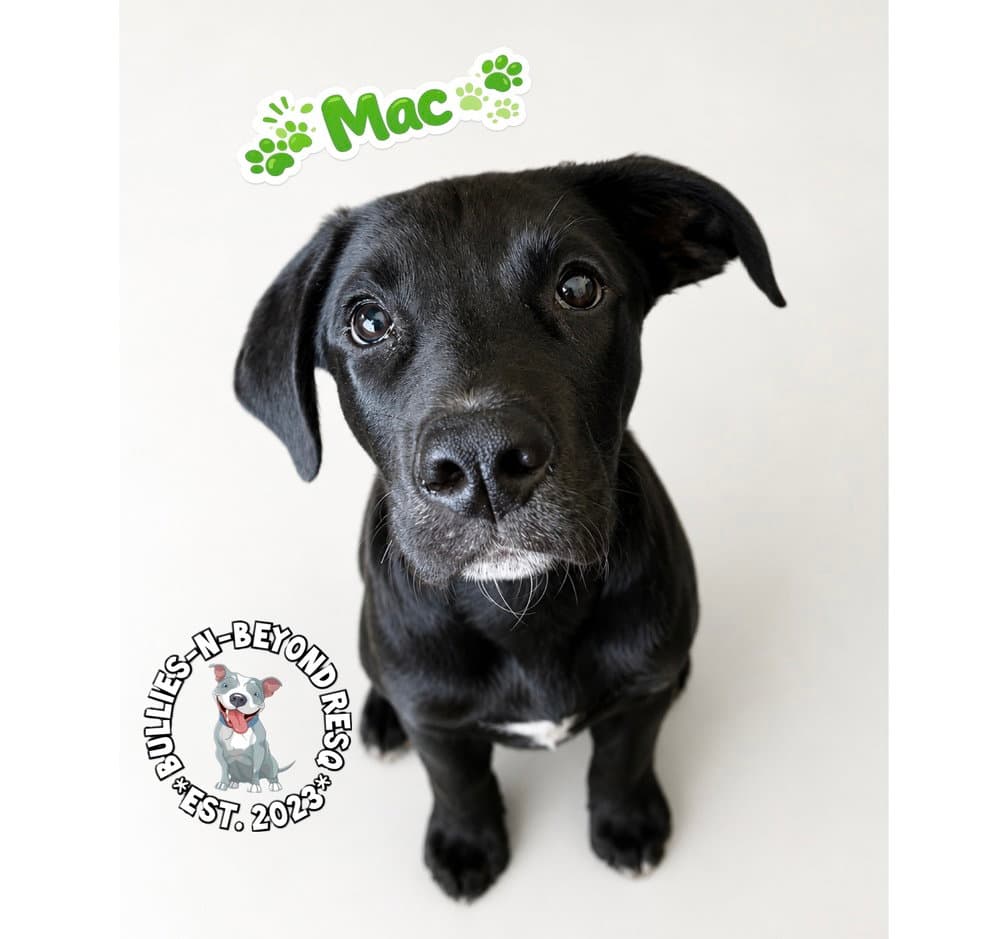 The M Litter Mac - Terrier