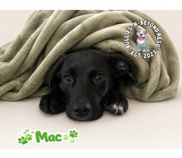 The M Litter Mac image 2