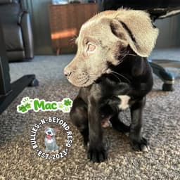The M Litter Mac image 4