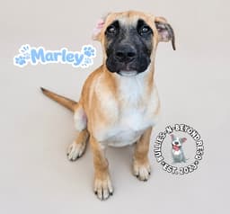 The M Litter Marley image 1