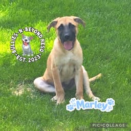 The M Litter Marley image 3