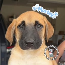 The M Litter Marley image 4