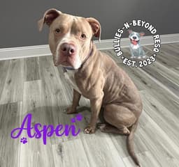 Aspen image 1