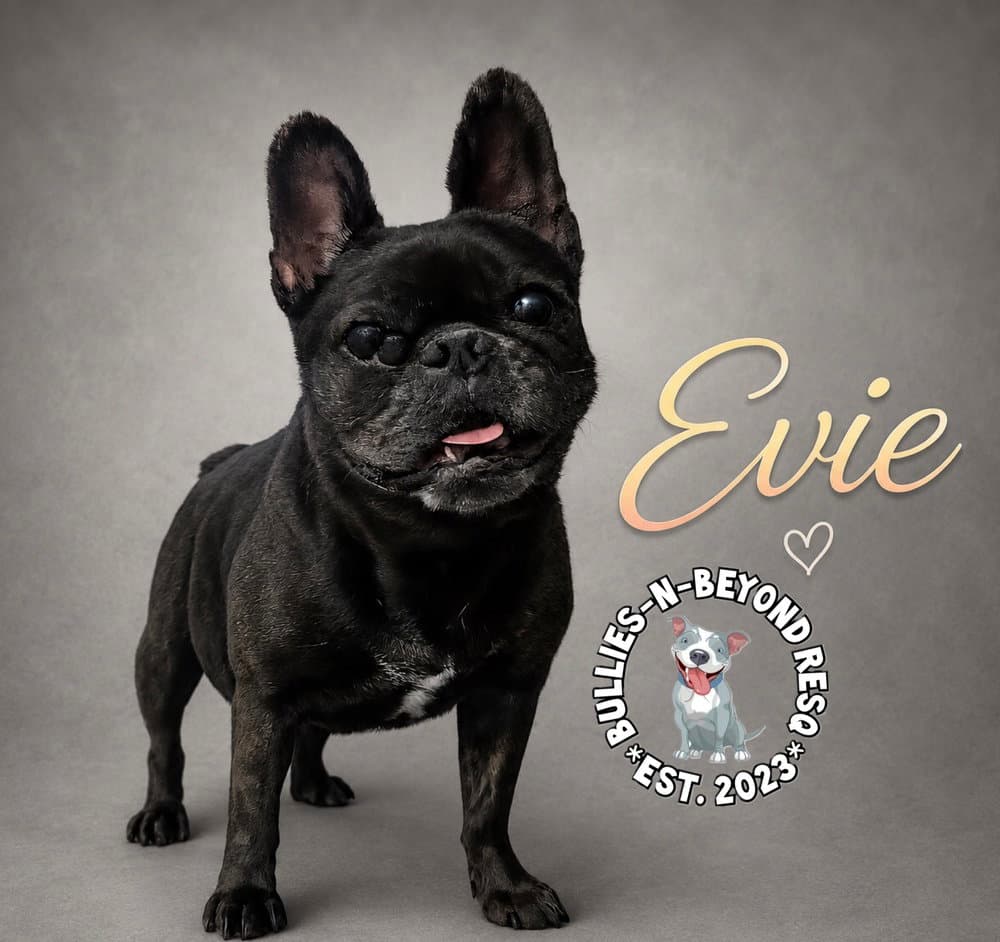 Evie - French Bulldog