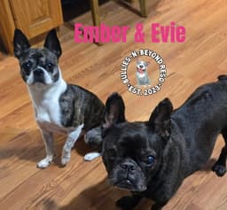 Evie image 4