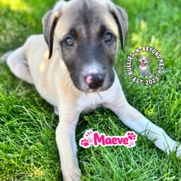 The M Litter Maeve image 1