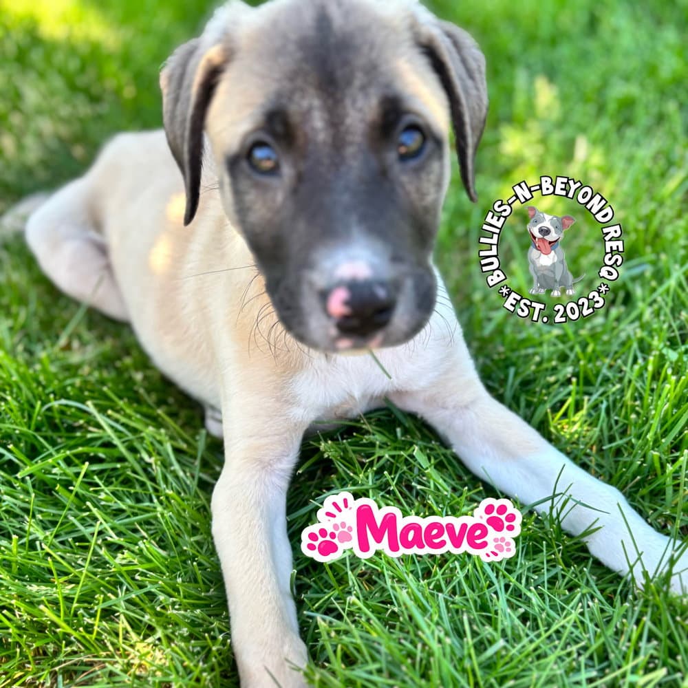 The M Litter Maeve - Terrier
