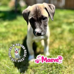 The M Litter Maeve image 4