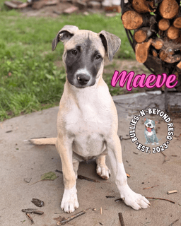 The M Litter Maeve image 1