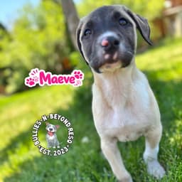 The M Litter Maeve image 3