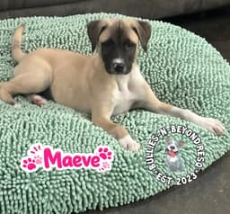 The M Litter Maeve image 4