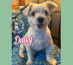 Daisy image 1