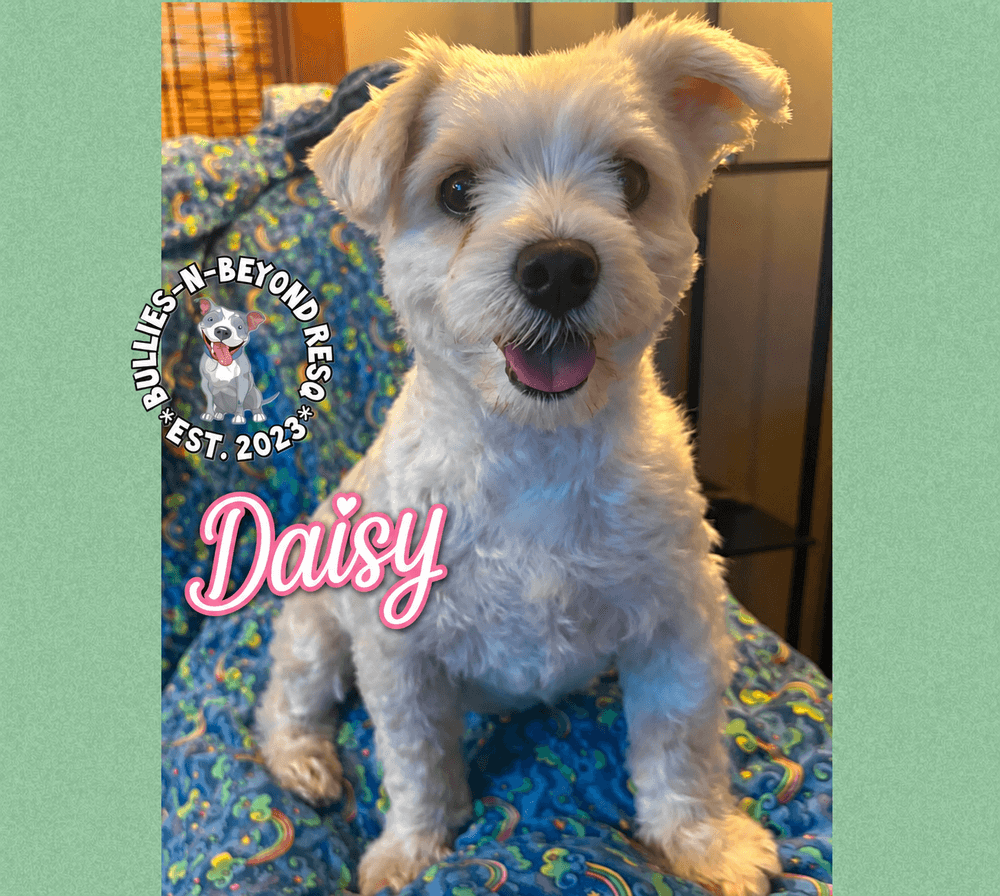 Daisy - Maltese
