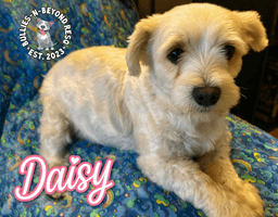 Daisy image 2