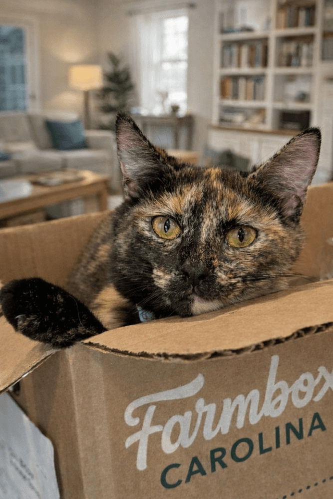 Nova-Ab - Domestic Medium Hair