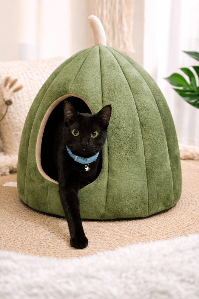 Jones - Ms - Domestic Short Hair