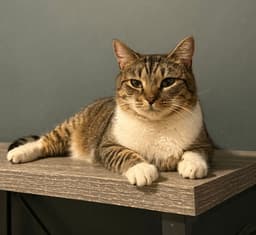 Ruby - Abbt image 1