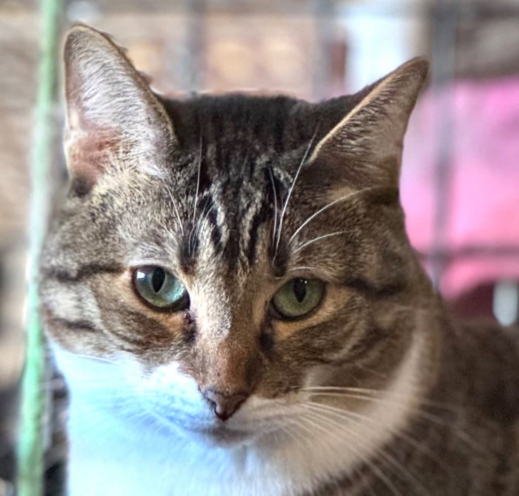 Batgirl Nicole - American Shorthair