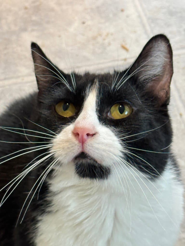 Oreo - Domestic Short Hair