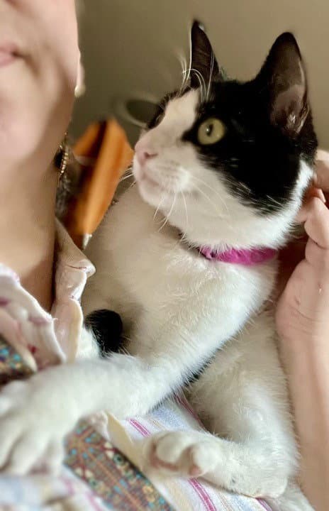 Kage - Domestic Short Hair