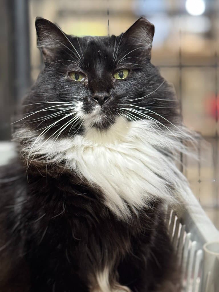 Meowrvelous Mrs Maisel - Domestic Long Hair