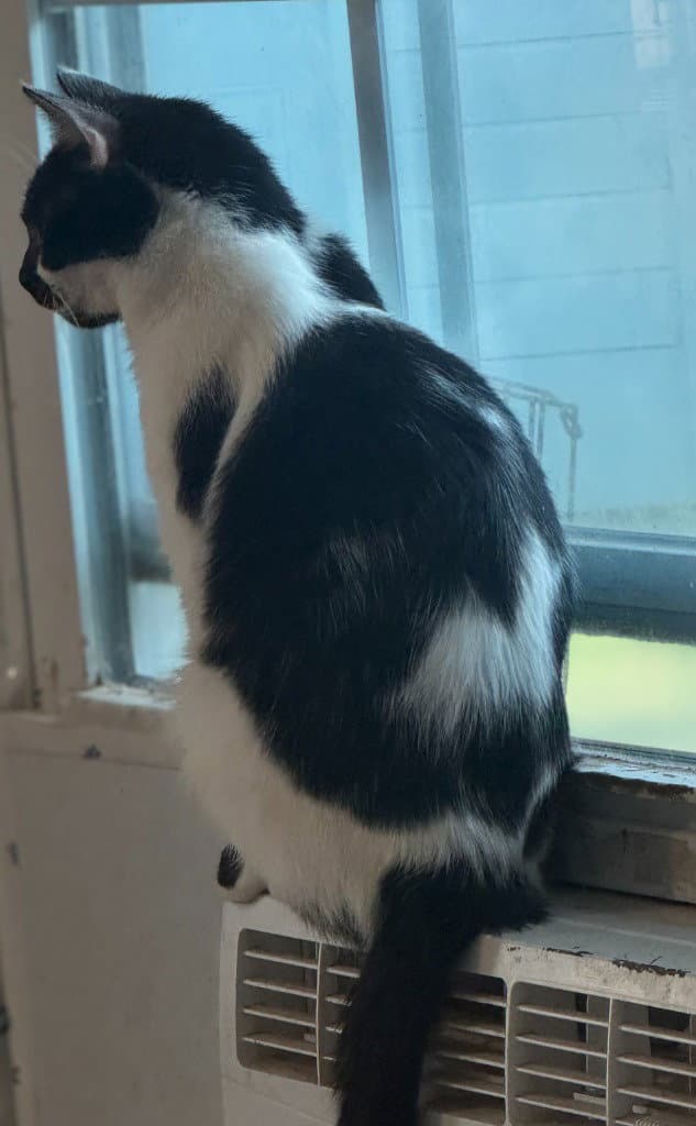 Valentina - Domestic Short Hair