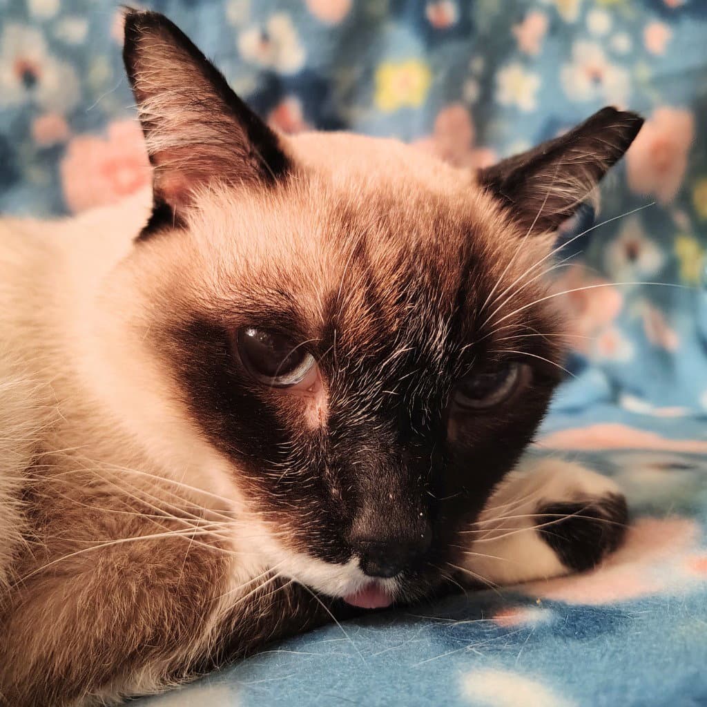 Maggie K - Siamese
