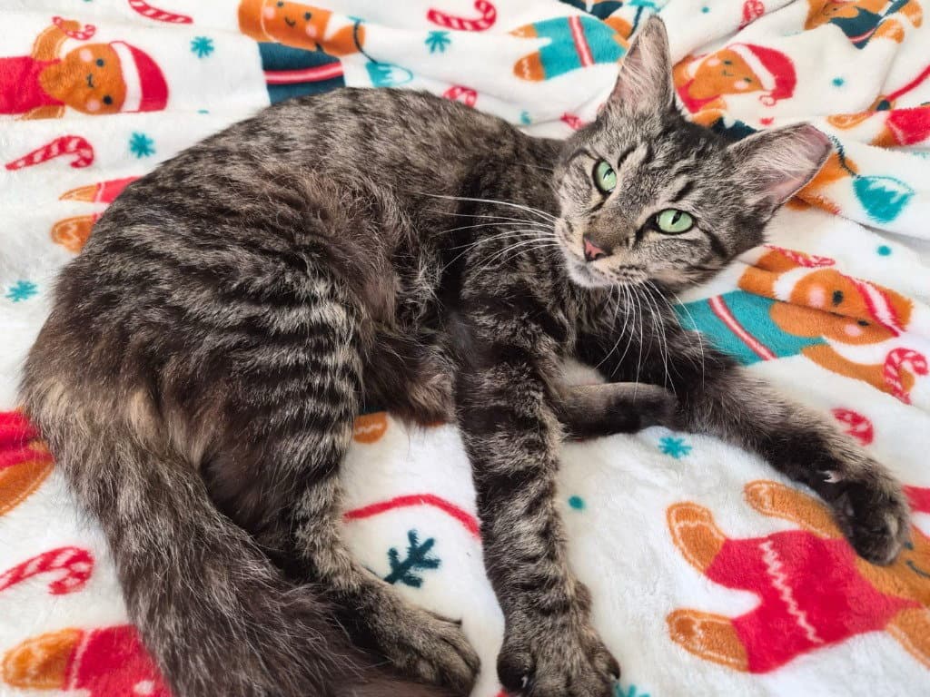 Chacha - Domestic Long Hair