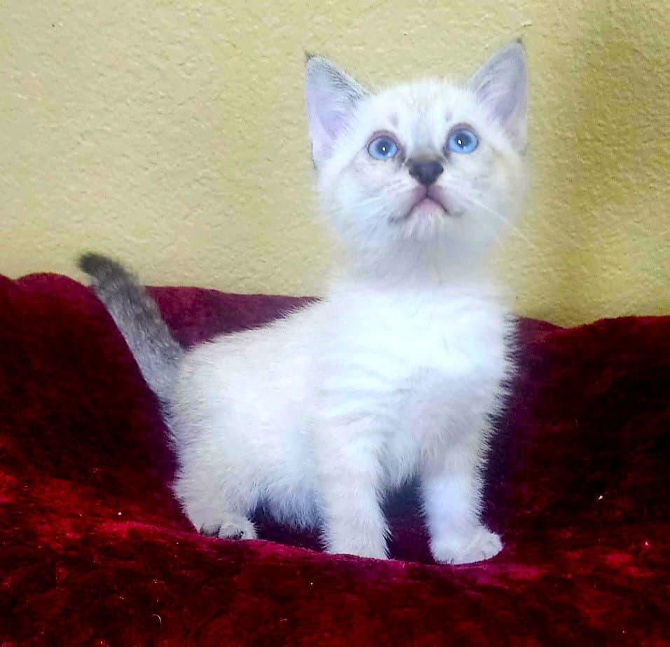 Chocho - Domestic Long Hair