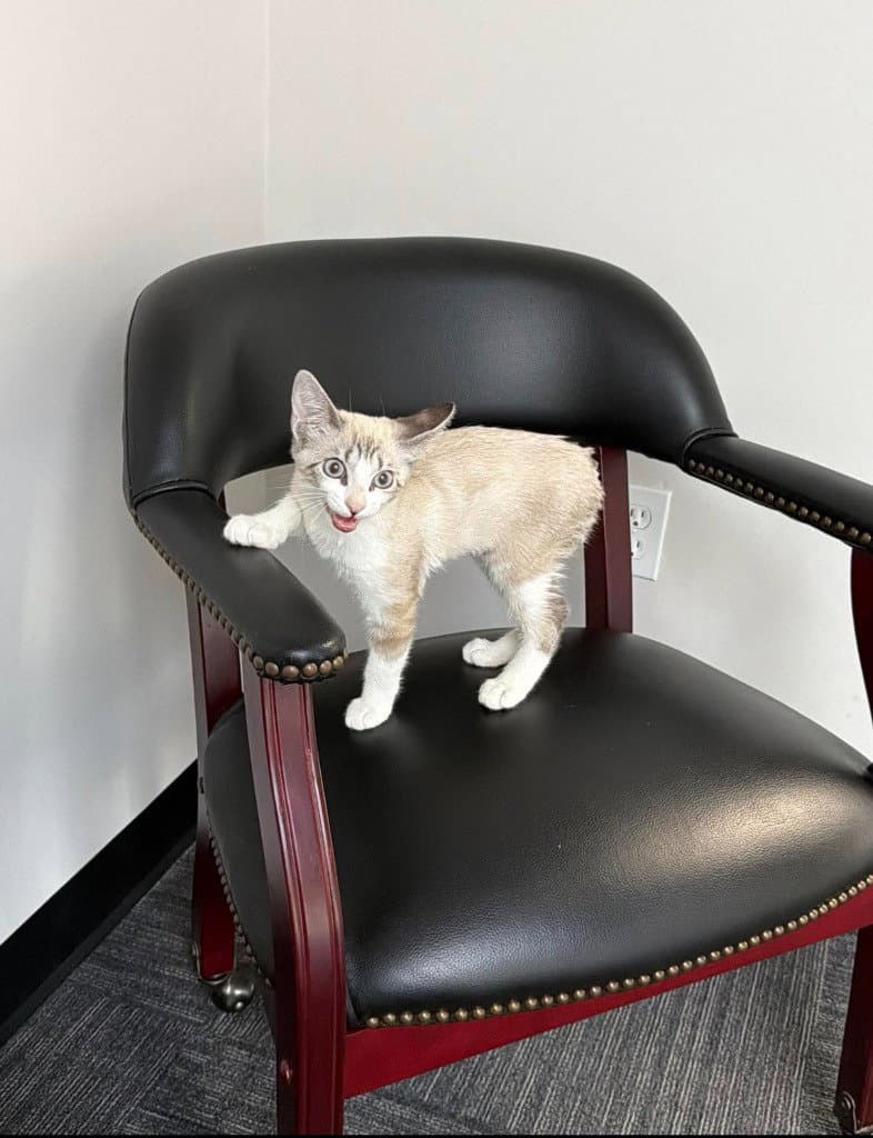 Elinar - Siamese