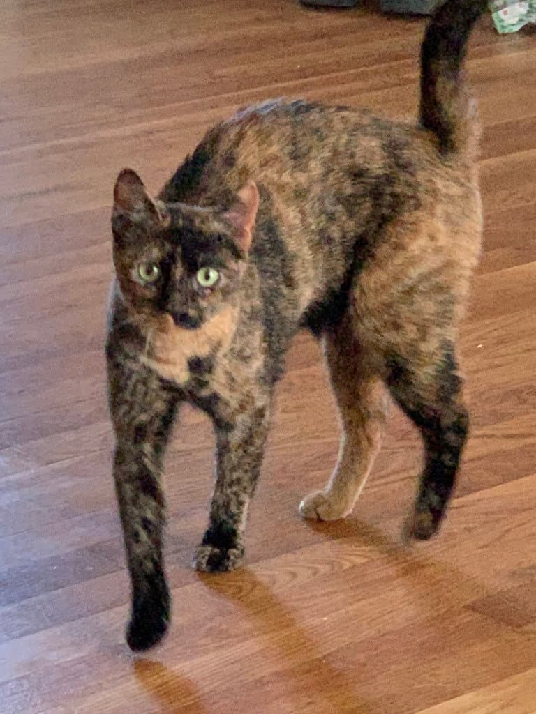 Annie Oakley - Domestic Short Hair